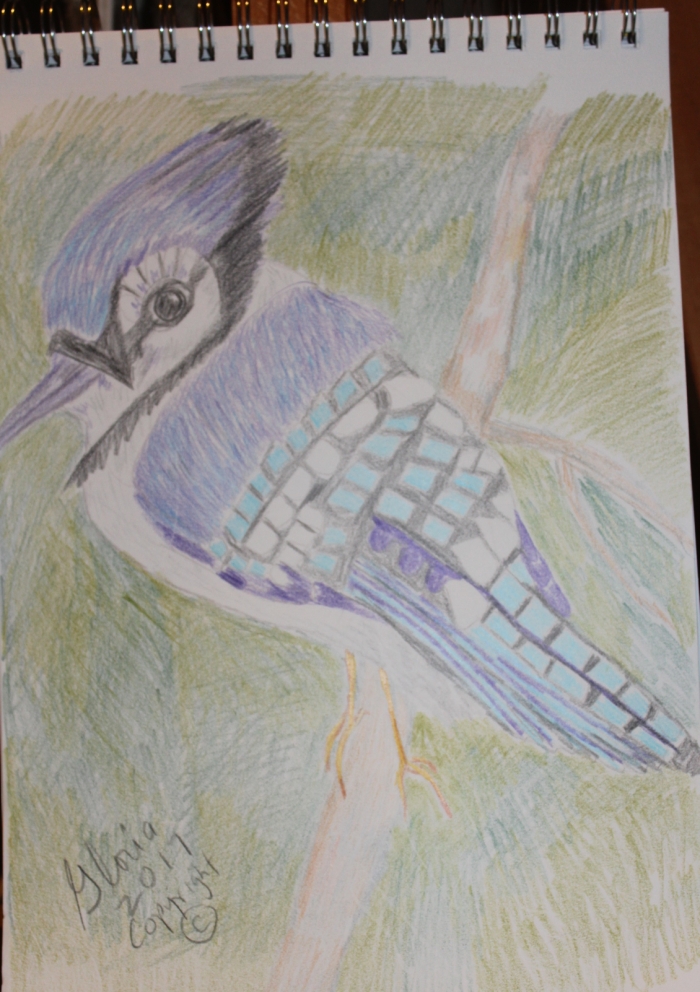 bluebird-drawing-by-gloriapoole-of-Missouri-9x12-paper-pencils-20-Sept-2017